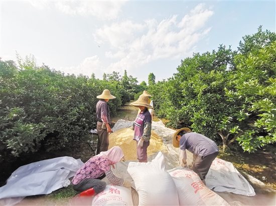 綠色有機(jī)種植已經(jīng)成為會(huì)城新會(huì)柑種植行業(yè)的共識(shí)，圖為種植戶為柑田準(zhǔn)備豆粕等有機(jī)肥。