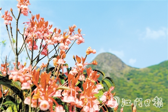 不少攝影發(fā)燒友到恩平市大槐鎮(zhèn)大人山，搶抓時機拍攝吊鐘花。