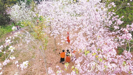 鰲峰山森林公園內，宮粉紫荊花開正盛，引得游人醉。