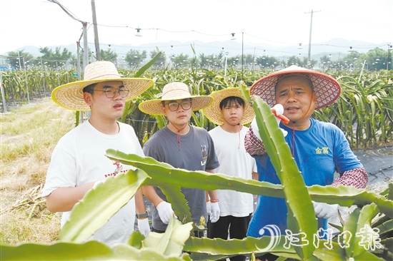 謝文耀（左一）、鄧金豪（左二）、吳育彬（右二）在農(nóng)場跟吳富焯（右一）學(xué)習(xí)火龍果剪枝。