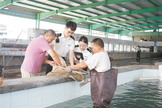 海關(guān)關(guān)員對臺山出口鰻魚進行監(jiān)管。