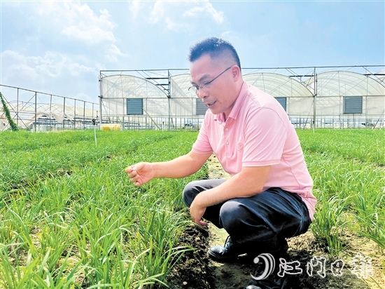 麥健輝蹲在韭菜田中，認(rèn)真觀察韭菜長勢。