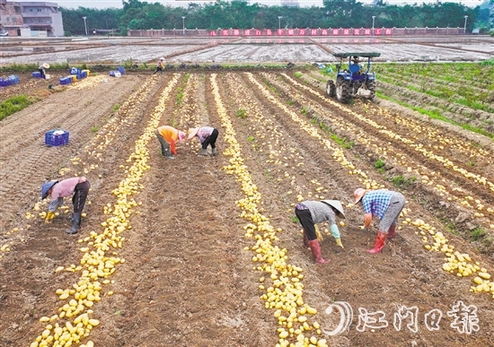 今年以來(lái)，恩平市供銷社依托省市縣鎮(zhèn)供銷社組織體系和服務(wù)網(wǎng)絡(luò)優(yōu)勢(shì)，發(fā)揮基層供銷社和村集體組織動(dòng)員農(nóng)戶作用，以訂單為核心，集聚省社企業(yè)、鎮(zhèn)村供銷社和村集體力量，打通馬鈴薯采購(gòu)、采收、儲(chǔ)藏、運(yùn)輸、銷售全流程，搭建“訂單收購(gòu)+冷鏈服務(wù)+錯(cuò)峰銷售”農(nóng)產(chǎn)品全程冷鏈服務(wù)模式。