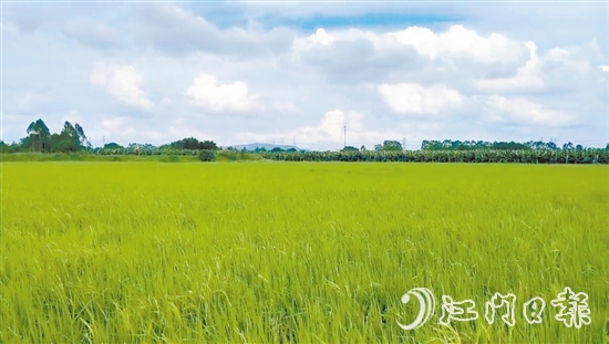 君堂鎮(zhèn)稻谷種植面積大，為產(chǎn)業(yè)集群發(fā)展提供了良好的條件。