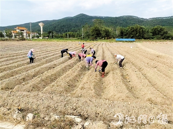 今年3月，恩平市供銷社打通馬鈴薯采購(gòu)、采收、儲(chǔ)藏、運(yùn)輸、銷售全流程，打造“訂單收購(gòu)+冷鏈服務(wù)+錯(cuò)峰銷售”農(nóng)產(chǎn)品全程冷鏈服務(wù)模式。