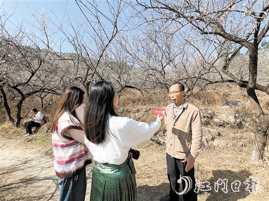 黎松德介紹今年梅花開放情況。